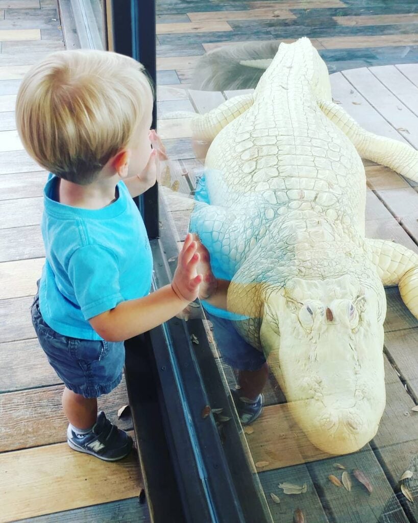 Little boy staring at an albino alligator at Fun Spot's Gator Spot