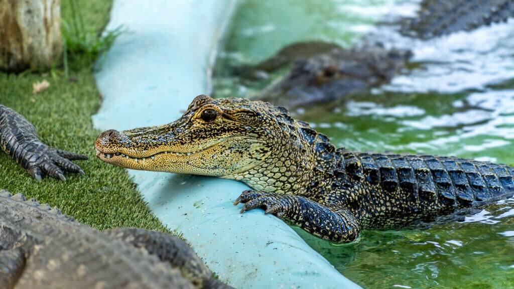 02_FSPOT_GATORSPOT